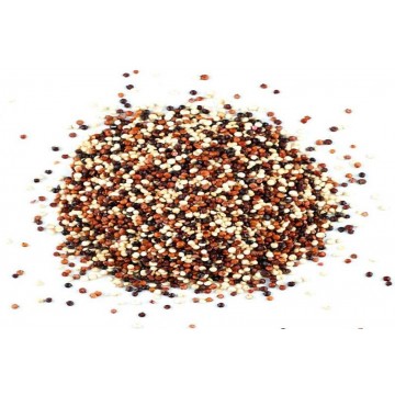 Quinoa Tricolor